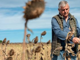 Fundo agrícola da ONU volta a investir na Somália