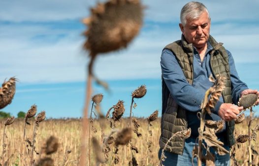 Fundo agrícola da ONU volta a investir na Somália