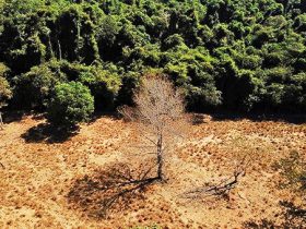 Desmatamento atinge o pior índice de alertas desde 2015