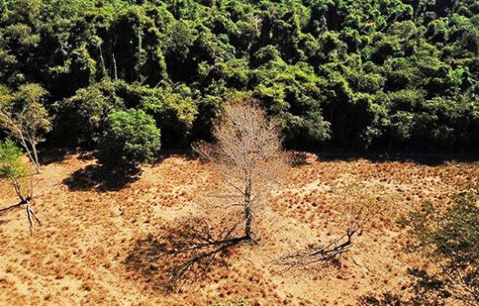 Desmatamento atinge o pior índice de alertas desde 2015