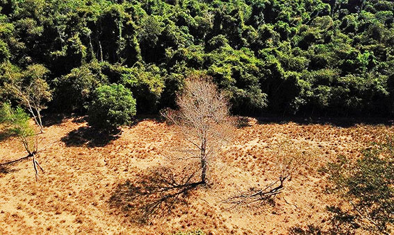 Desmatamento atinge o pior índice de alertas desde 2015