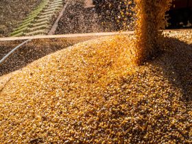 IGC reduz projeção da safra global de grãos este ano