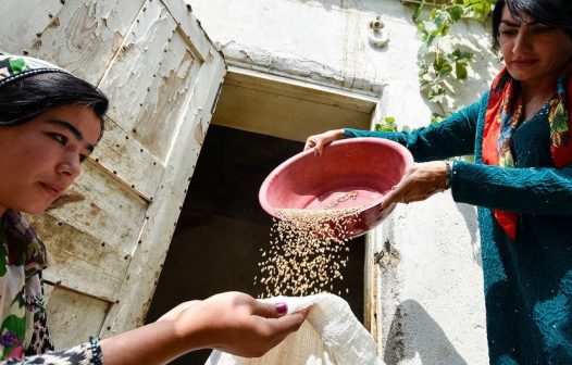 ONU destaca papel das leguminosas para sustentabilidade