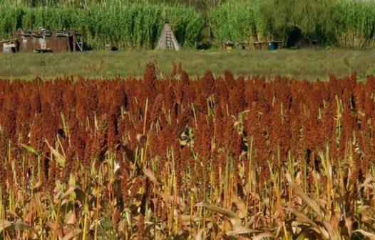 Ondas de calor e seca extrema atingem América do Sul