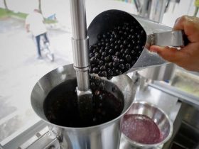 <strong>Produtores de Açaí investem em tecnologia de armazenamento de energia solar</strong>