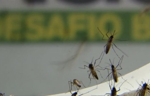 SP registra queda no número de casos de dengue neste ano