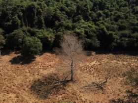 Brasil registra alta na emissão de gases de efeito estufa