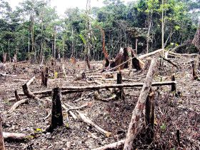 Desmatamento na Amazônia e Cerrado cresce e bate recorde em fevereiro