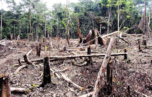 Desmatamento na Amazônia e Cerrado cresce e bate recorde em fevereiro