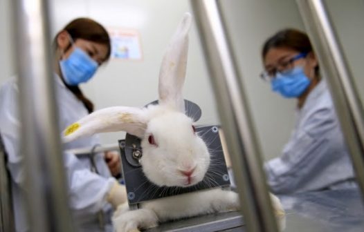 Governo proíbe uso de animais em testes de cosméticos e perfumes