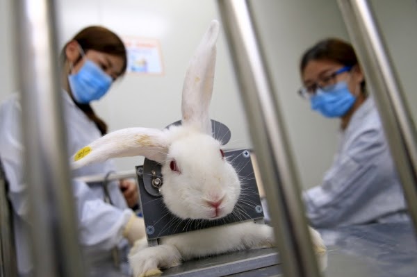 Governo proíbe uso de animais em testes de cosméticos e perfumes