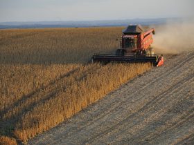 SLC Sementes e Kothe Agro inauguram indústria de beneficiamento de sementes de soja em MT