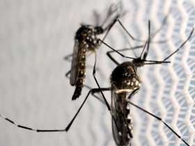 Falta inseticida para combater o mosquito da dengue, zika e chikungunya