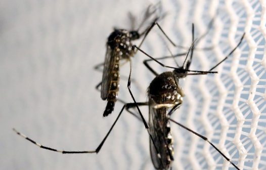 Falta inseticida para combater o mosquito da dengue, zika e chikungunya