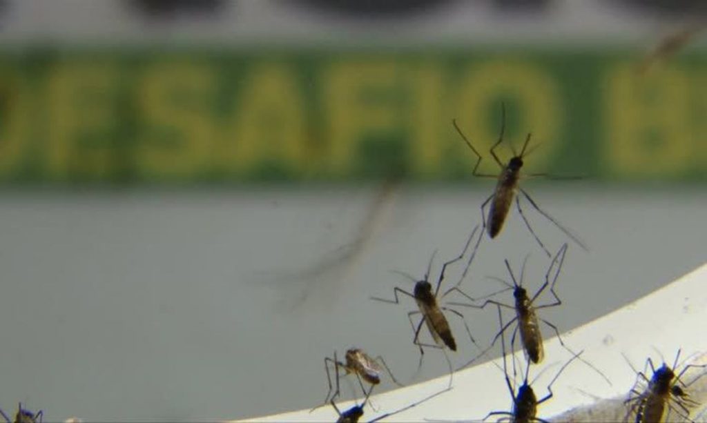 Dengue mata dois por dia no Brasil