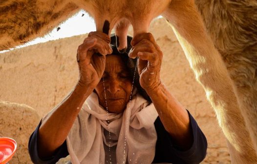 FAO defende carne, ovos e leite como ‘fonte essencial de nutrientes’