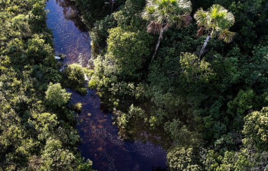 ICMBio divulga balanço sobre combate a crimes ambientais