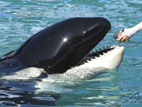 Orca mantida em cativeiro por 52 anos nos EUA será libertada no oceano Pacífico