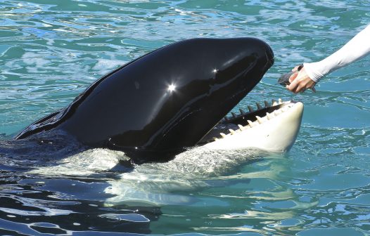 Orca mantida em cativeiro por 52 anos nos EUA será libertada no oceano Pacífico