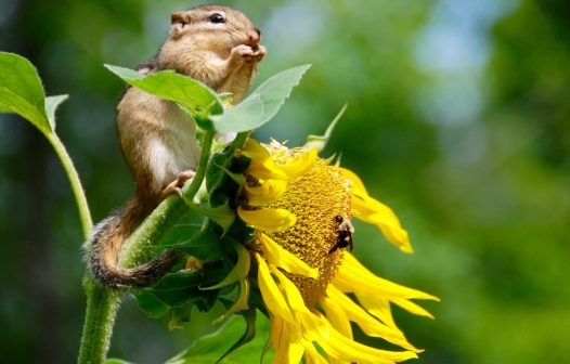 Brasileiro tem sentimento de vulnerabilidade ecológica e climática