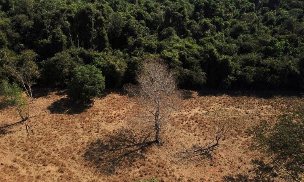 Desmatamento na Amazônia caiu 36% no primeiro quadrimestre