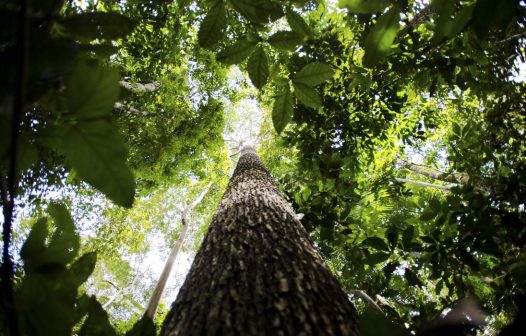 Ecologistas lutam contra desmatamento e pobreza na Amazônia