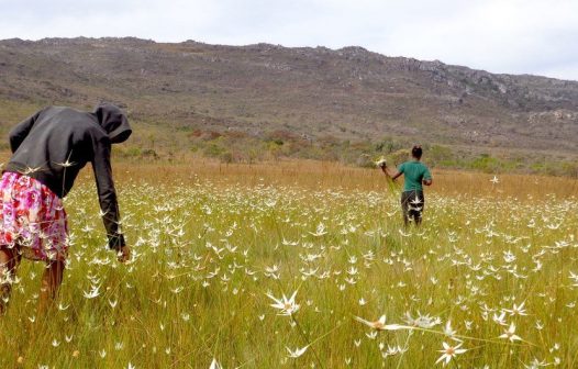 Brasil está entre os 12 países com patrimônio agrícola