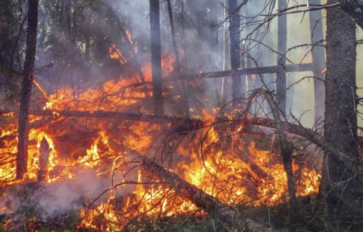 Mundo destrói 7 milhões de hectares de florestas por ano