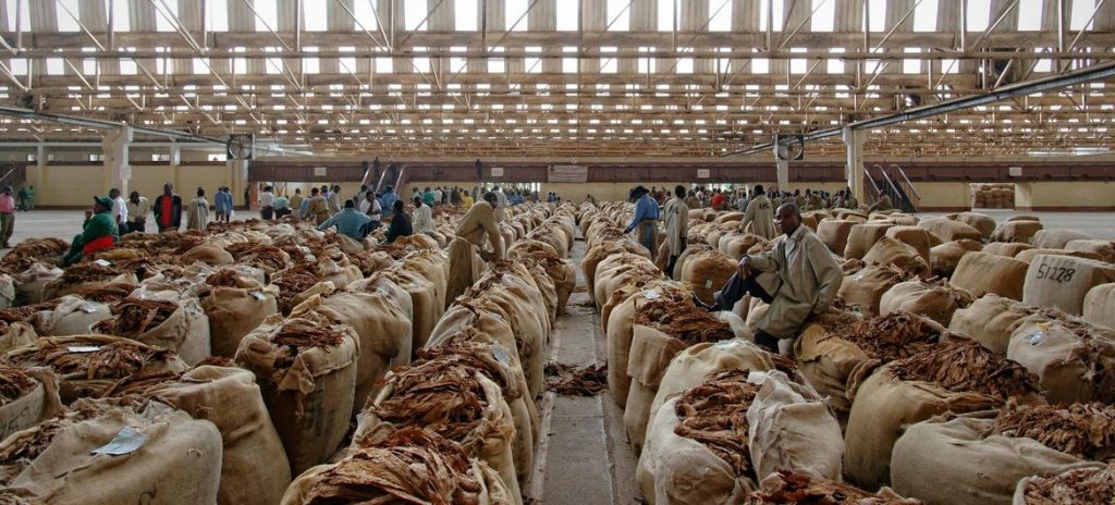 Cultivo de tabaco reforça nível recorde de insegurança alimentar