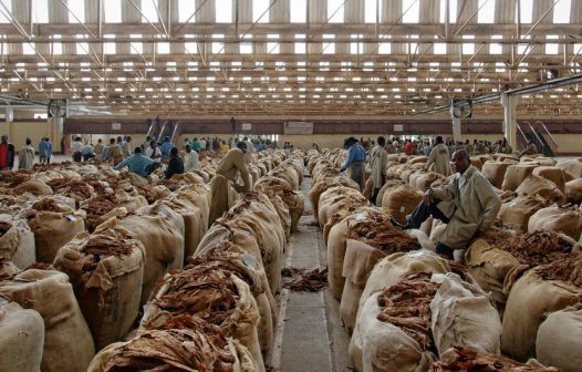 Cultivo de tabaco reforça nível recorde de insegurança alimentar