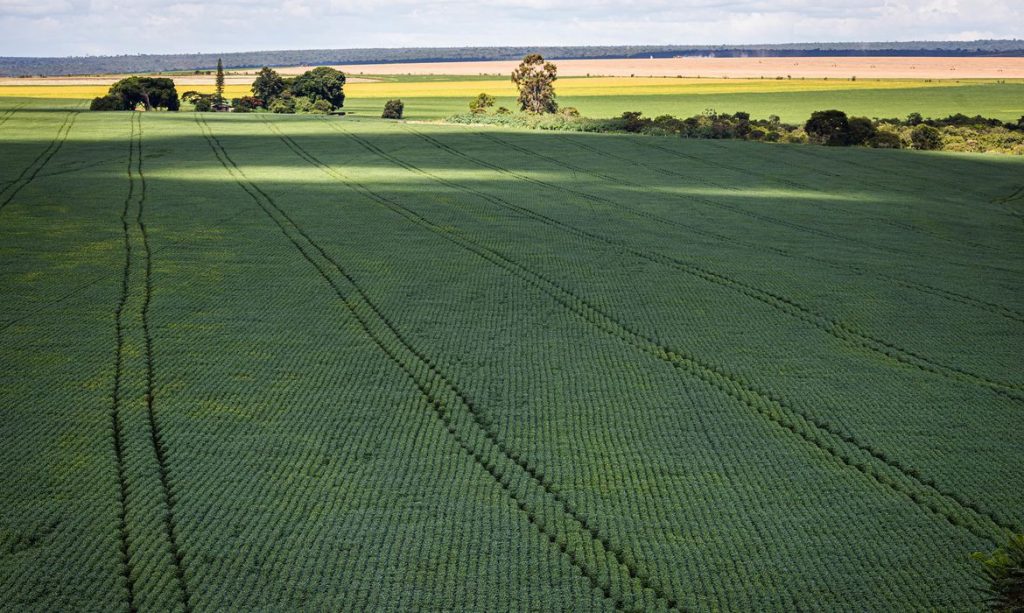 Cerrado recebe 600 milhões de litros de agrotóxico por ano