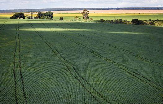 Cerrado recebe 600 milhões de litros de agrotóxico por ano