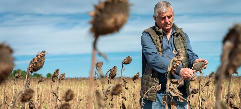 Índice de preços dos alimentos da FAO caiu 2,6% em maio