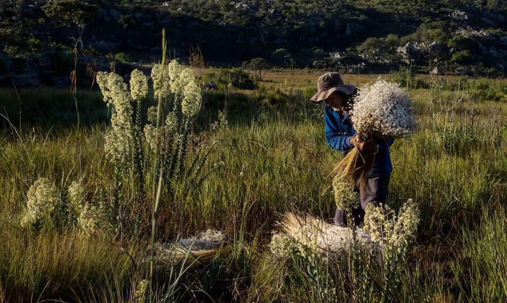 Minas reconhece agricultura tradicional como patrimônio