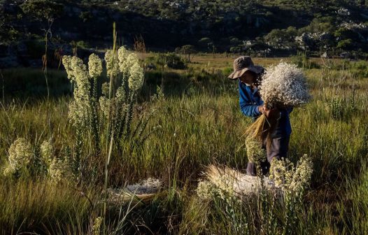 Minas reconhece agricultura tradicional como patrimônio