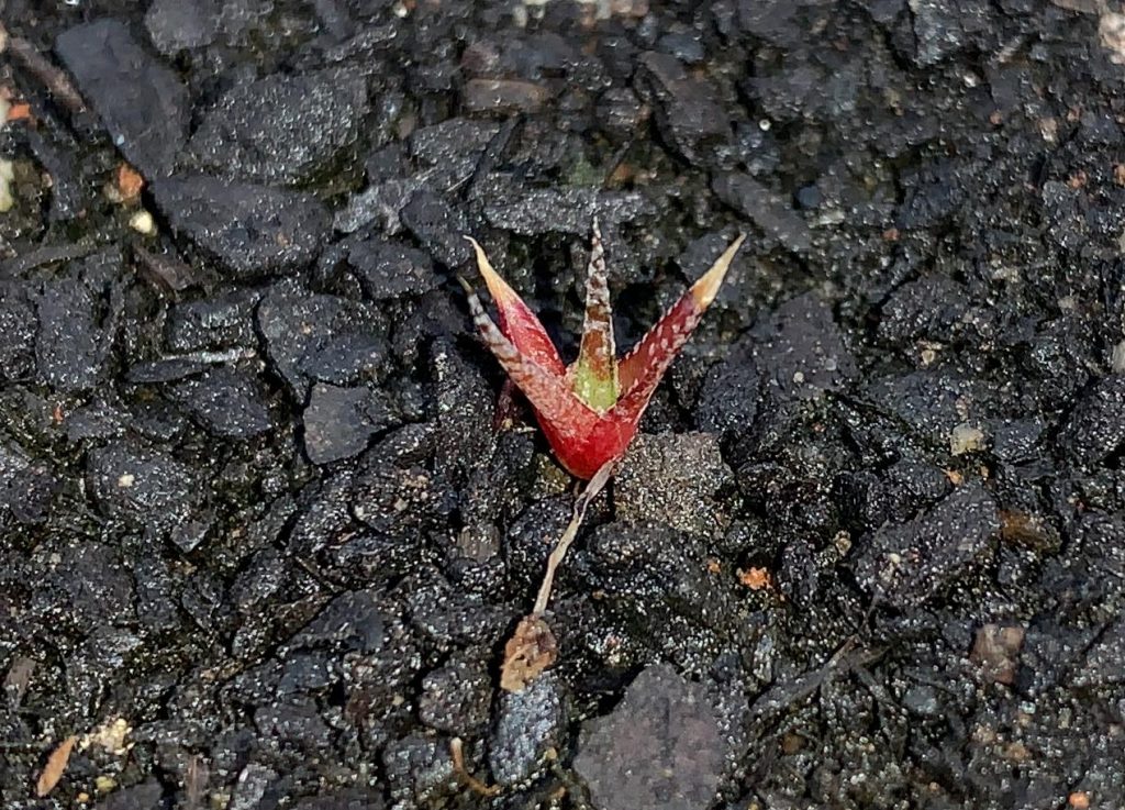 Governo de SP assina convênio com a Vale para propagação de plantas raras