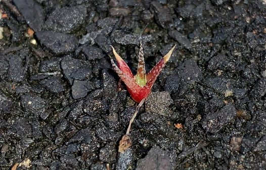 Governo de SP assina convênio com a Vale para propagação de plantas raras