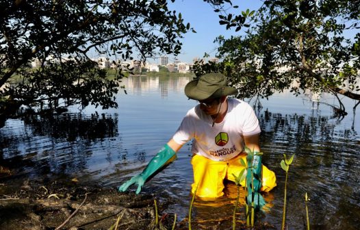 Prefeitura lança programa para recuperar mangues da cidade