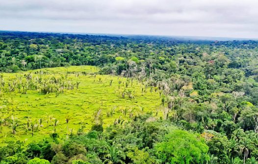 Perda de florestas tropicais primárias aumentou 15% no Brasil em 2022