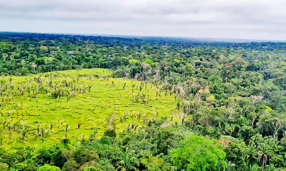 Perda de florestas tropicais primárias aumentou 15% no Brasil em 2022