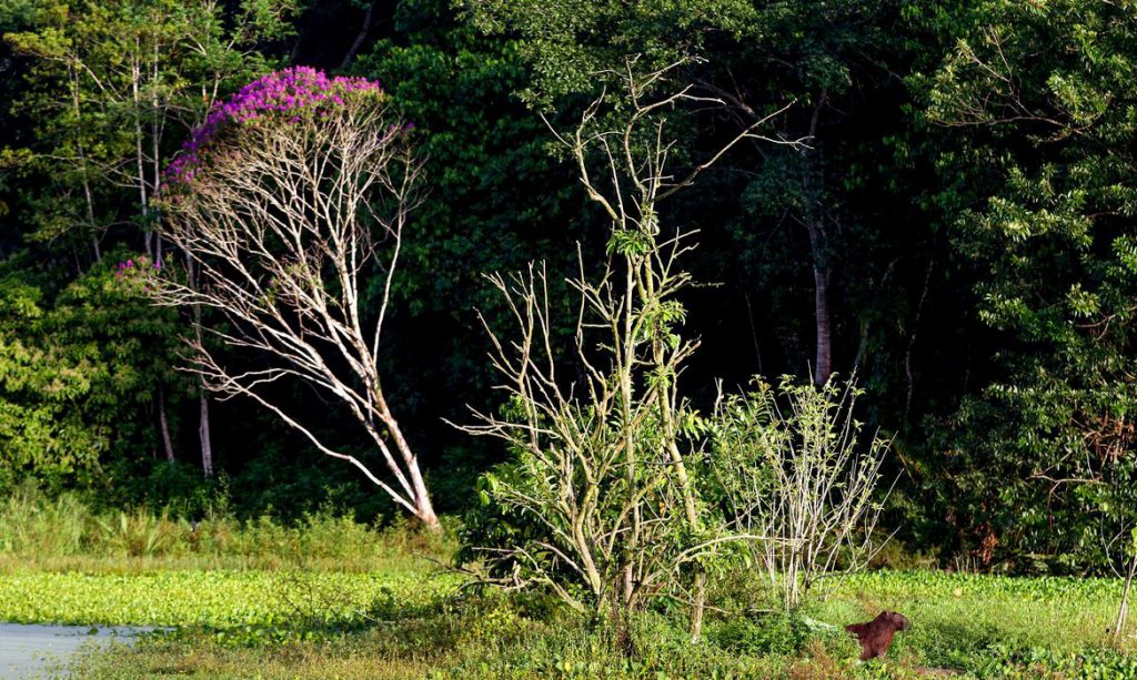 Brasil estoca no solo o equivalente a 70 anos de emissões de CO²