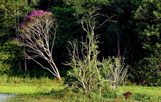 Brasil estoca no solo o equivalente a 70 anos de emissões de CO²