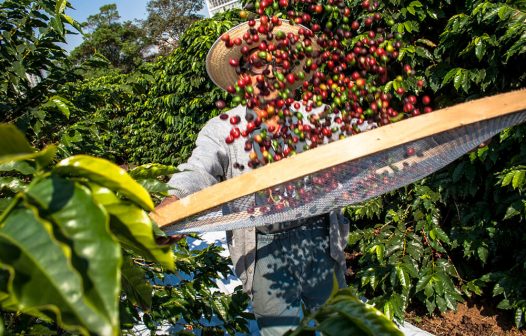 Sudoeste de Minas é a quinta região produtora de café a receber a IG