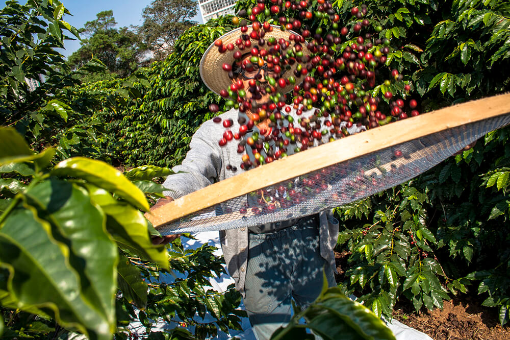 Sudoeste de Minas é a quinta região produtora de café a receber a IG