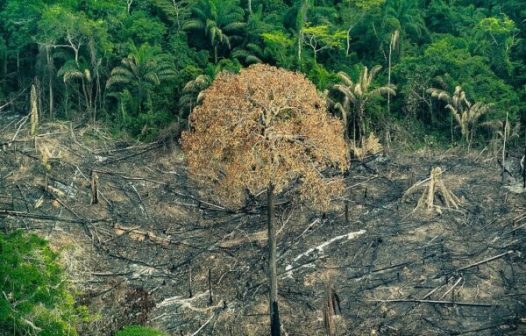 Desmatamento na Mata Atlântica cai 42% no acumulado do ano até maio