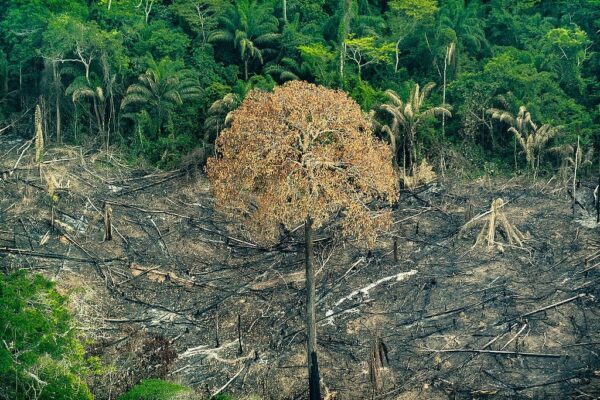 Desmatamento na Mata Atlântica cai 42% no acumulado do ano até maio