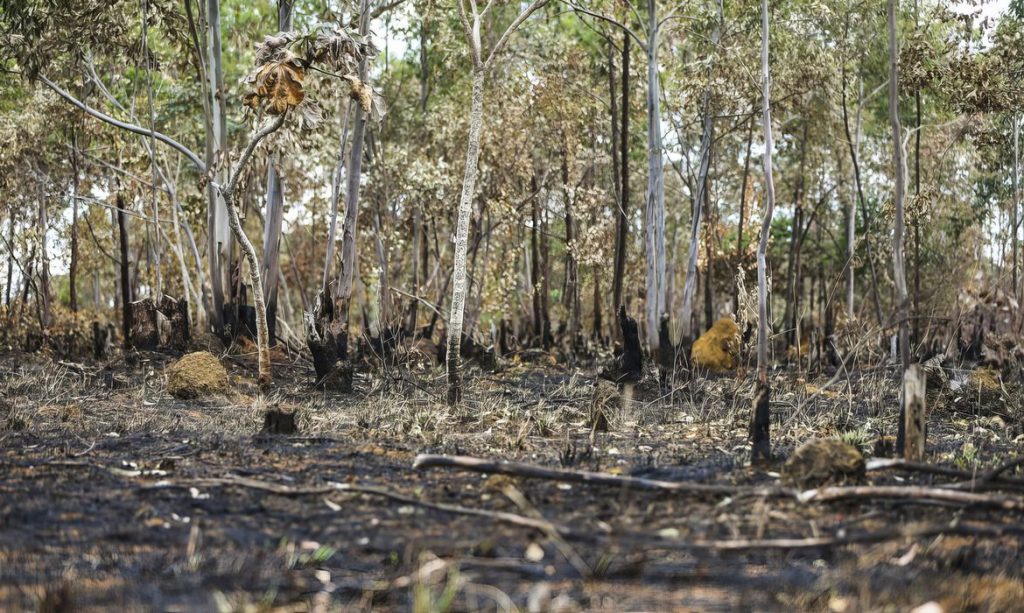 Desmatamento na Amazônia caiu 7,4% em um ano