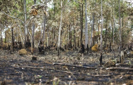 Desmatamento na Amazônia caiu 7,4% em um ano