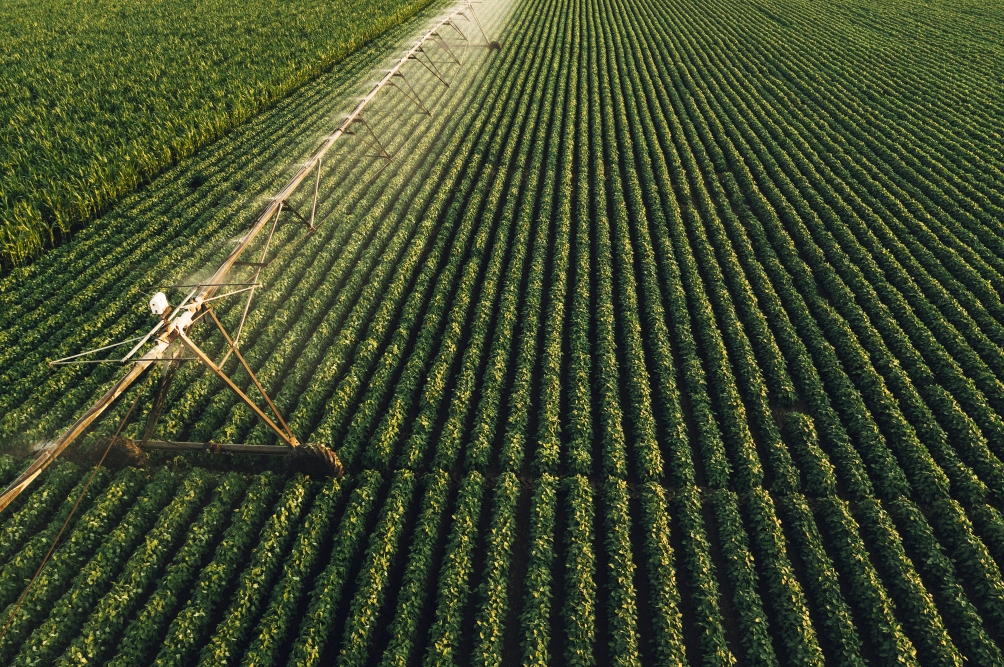 Produção agroindustrial recuou 1,2% no 1º semestre