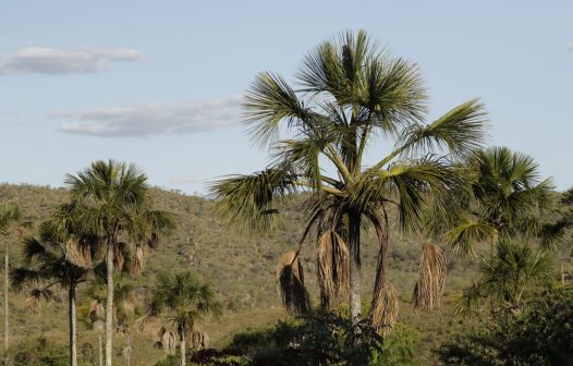 Agricultura estende calendário de plantio no Sul, reduz na Bahia e limita em Rondônia